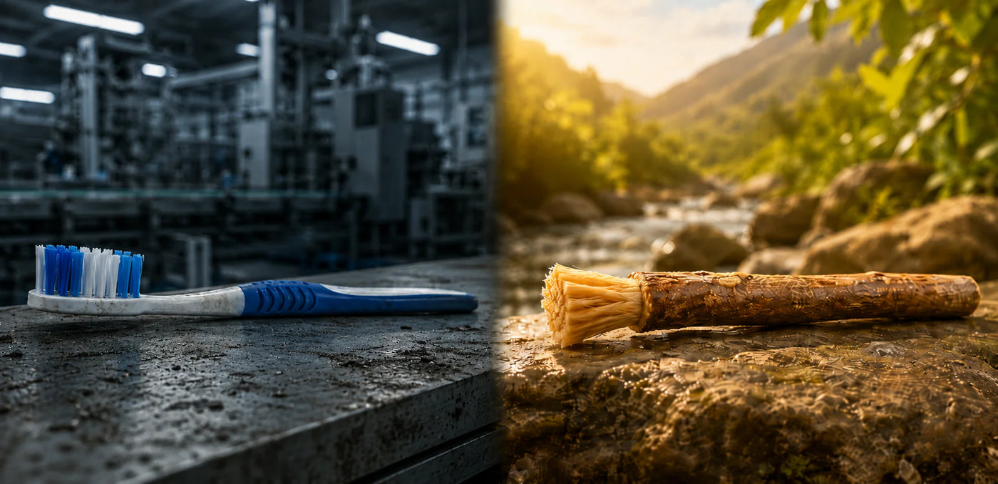 Plastic toothbrush versus natural miswak stick